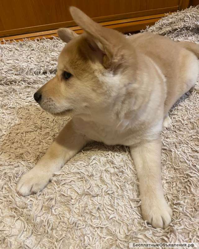 Милейшие щенки-малыши в добрые руки