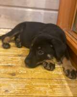 Милейшие щенки-малыши в добрые руки