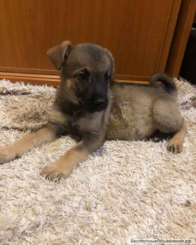 Милейшие щенки-малыши в добрые руки