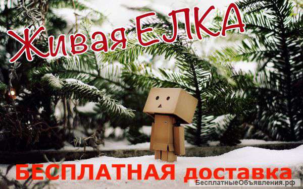 Живая елка в каждый дом доставка Бесплатно