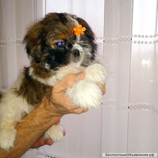 Малышка ши-тцу