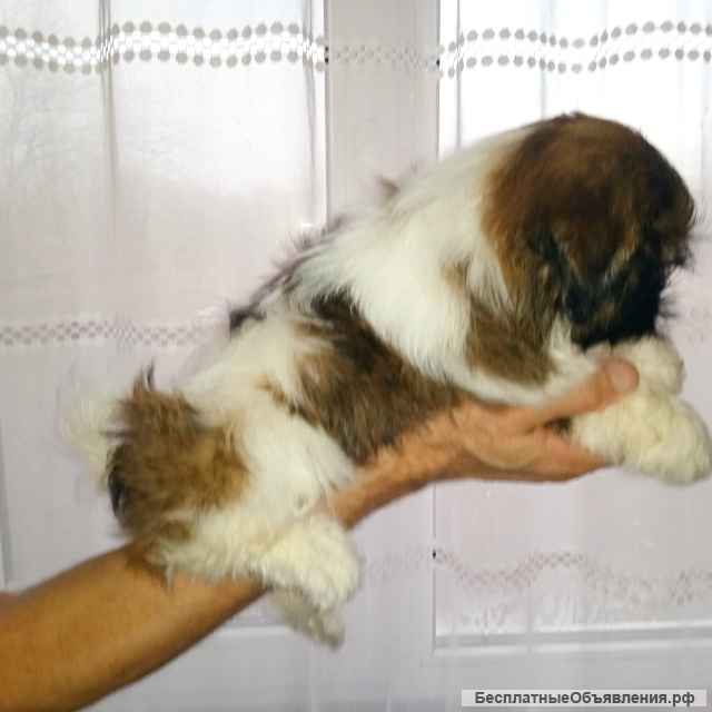 Малышка ши-тцу