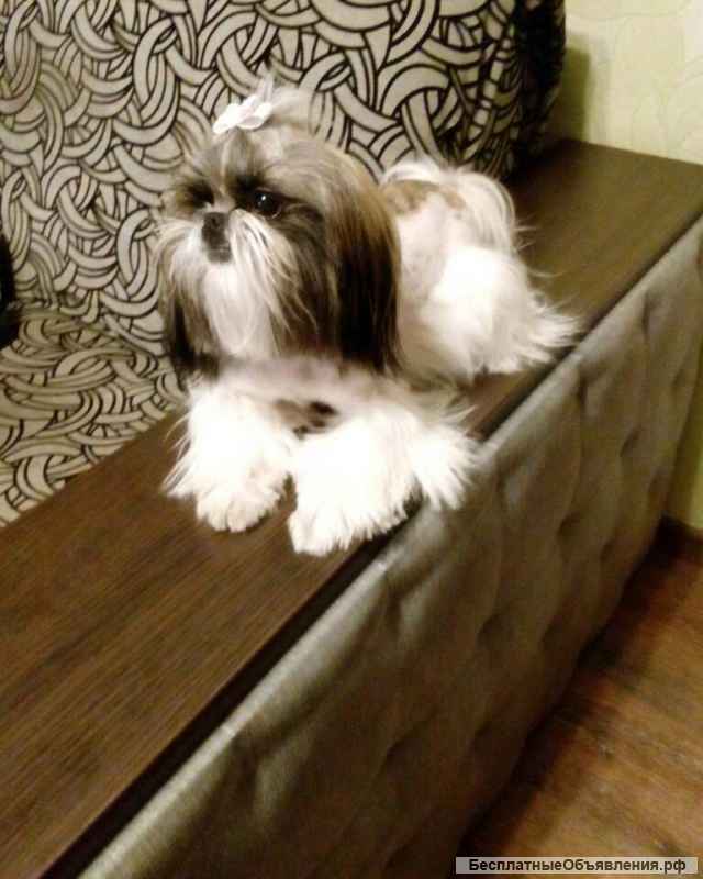 Малышка ши-тцу