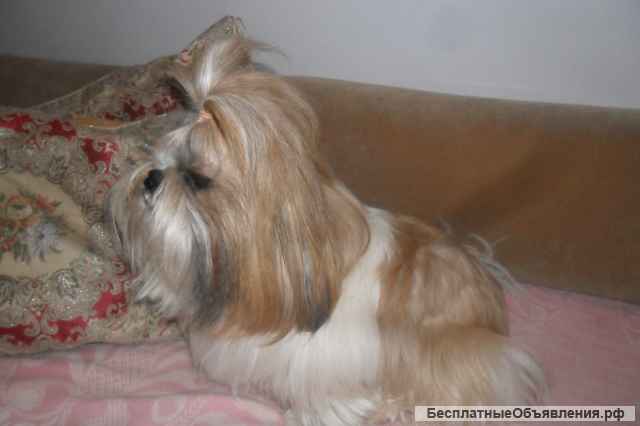 Малышка ши-тцу