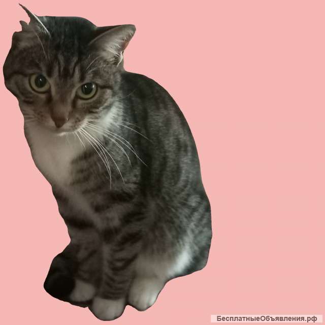 Стерилизованная кошка 2 года
