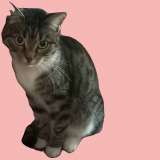 Стерилизованная кошка 2 года