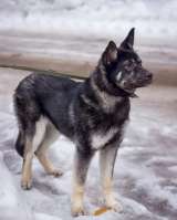 Щенок-метис Ляля в добрые руки