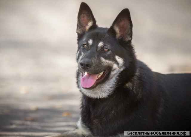 Щенок-метис Ляля в добрые руки