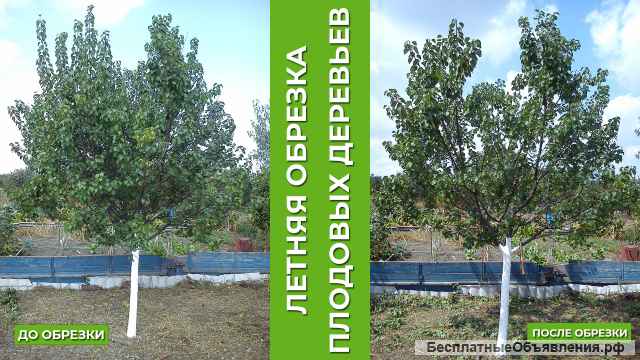 Профессиональная обрезка плодовых и садовых деревьев, кустарников, винограда и лиан