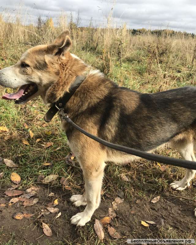 Поводки и ринговки для собак