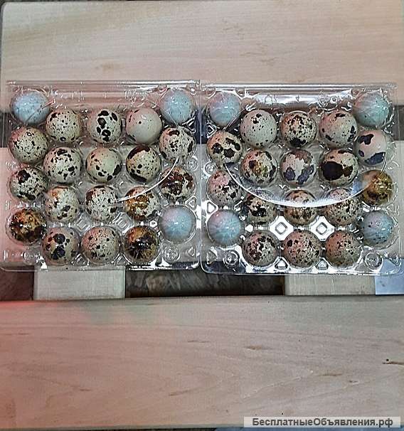 Перепелиные яйца