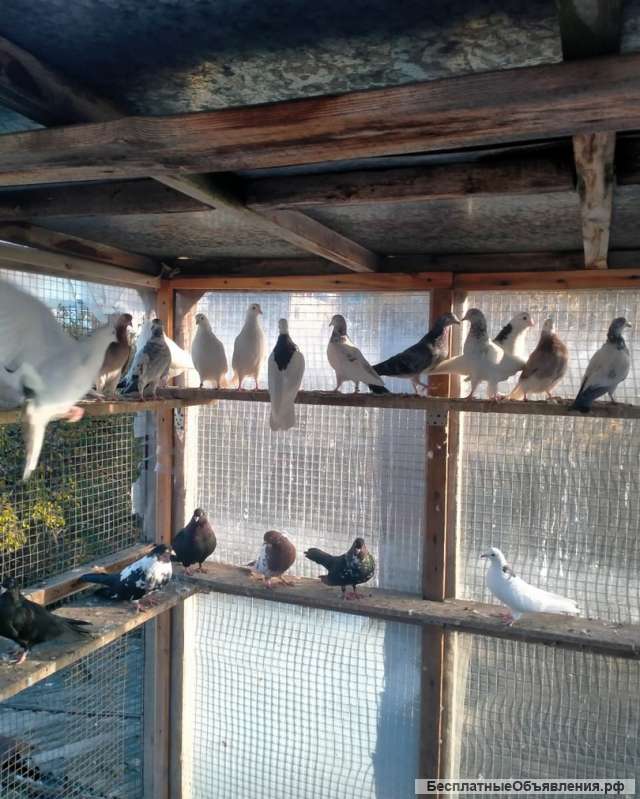 Голуби на свадьбу в Казани