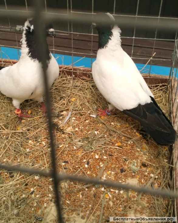 Голуби на свадьбу в Казани