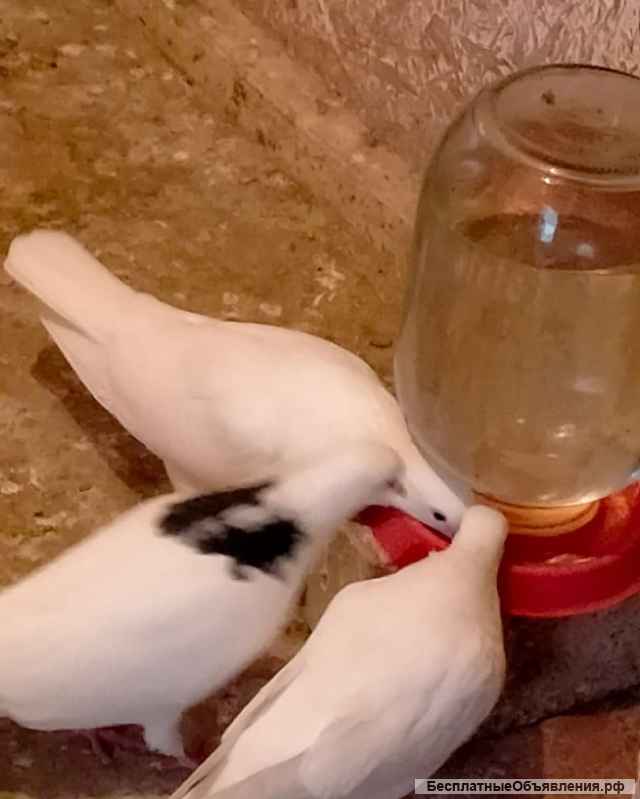 Голуби на свадьбу в Казани