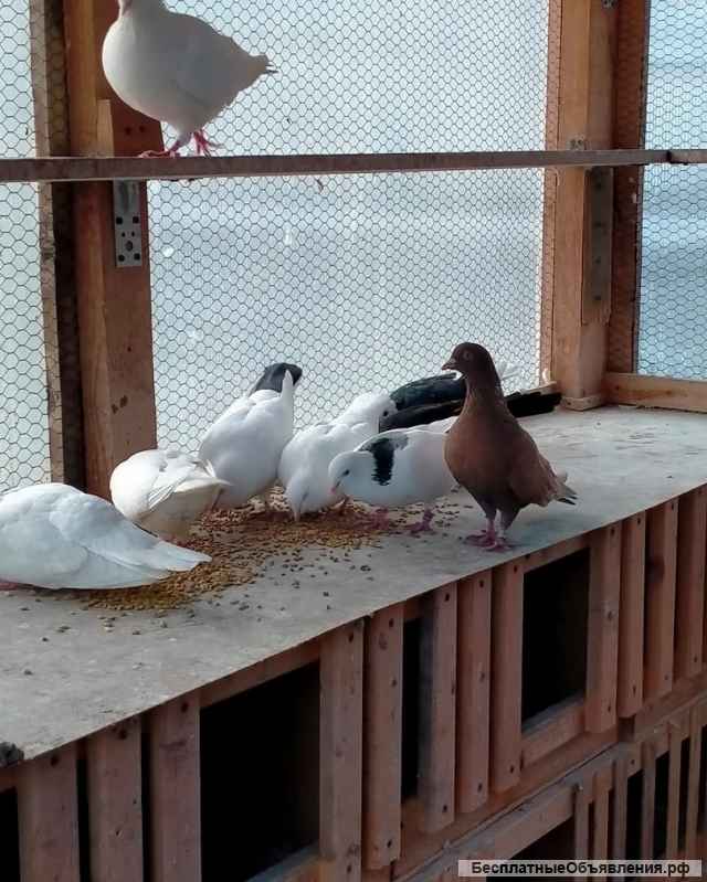 Голуби на свадьбу в Казани