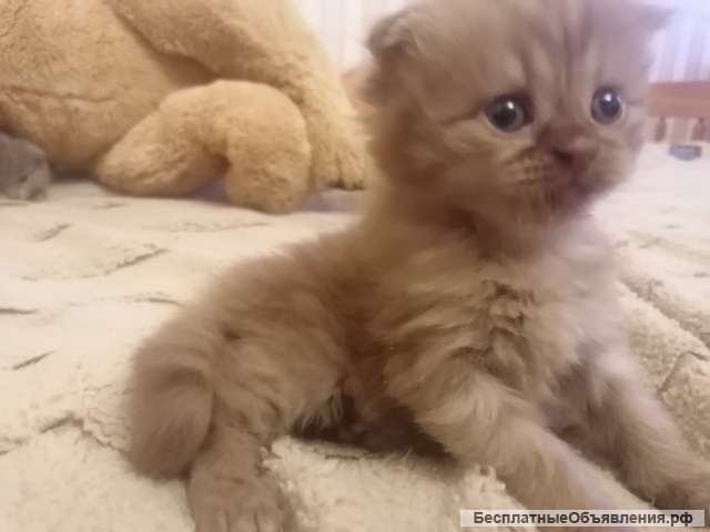 Шотландские вислоухии котята