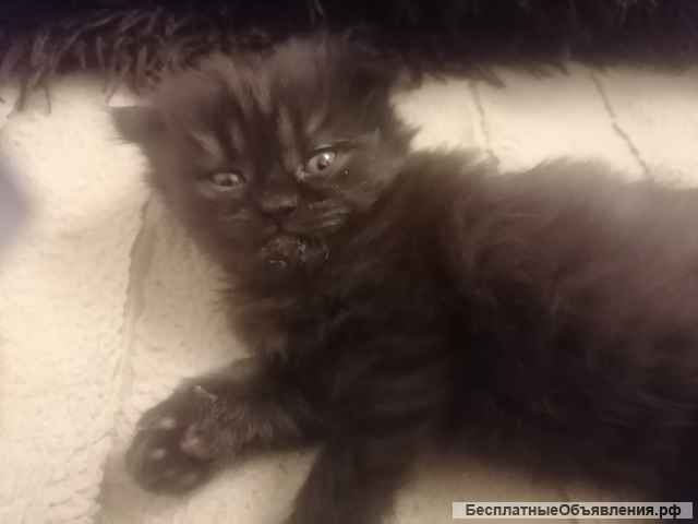 Шотландские вислоухии котята