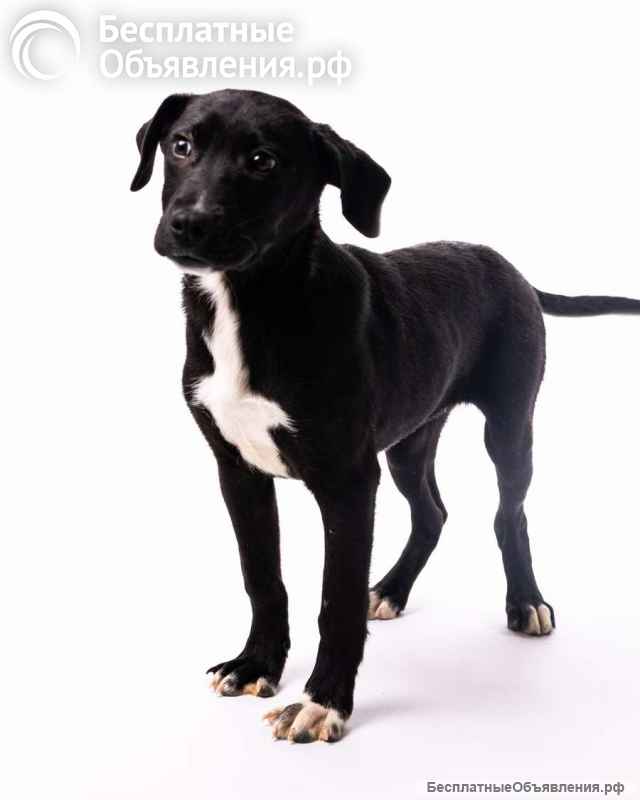 Малышка Хайди ищет дом