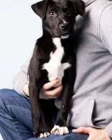 Малышка Хайди ищет дом