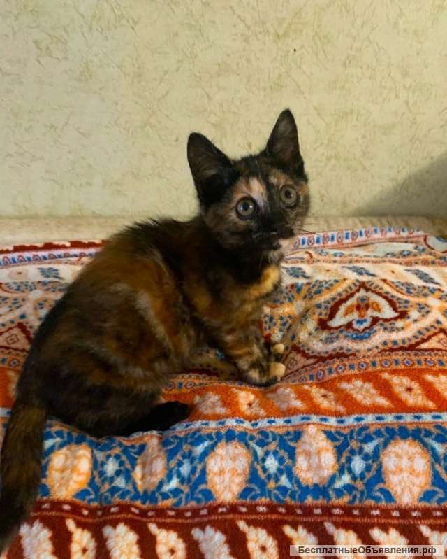 Котенок трехцветное счастье в дом