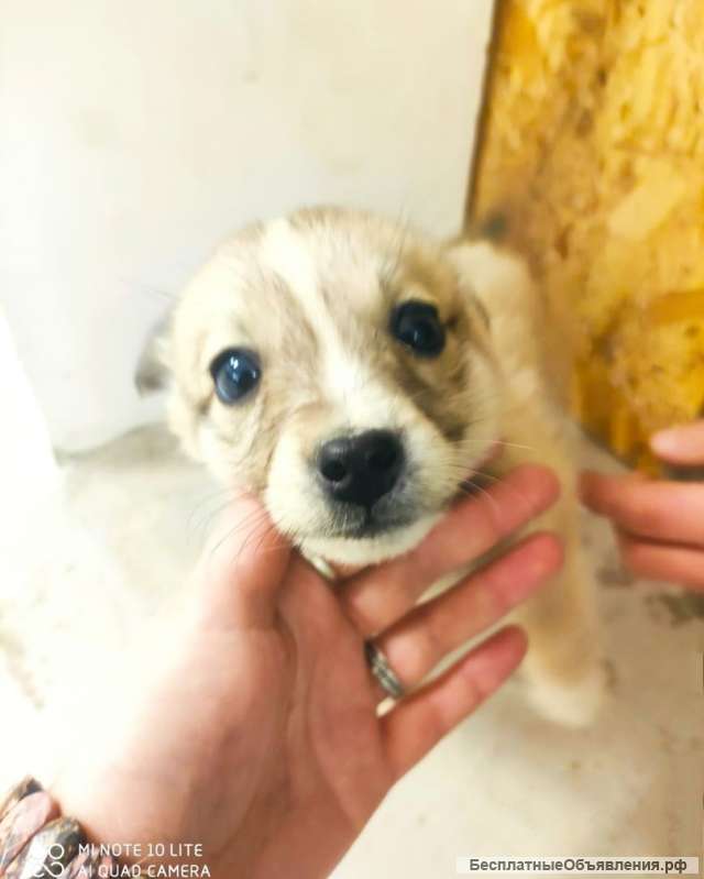 Щенки мелкашки в добрые руки