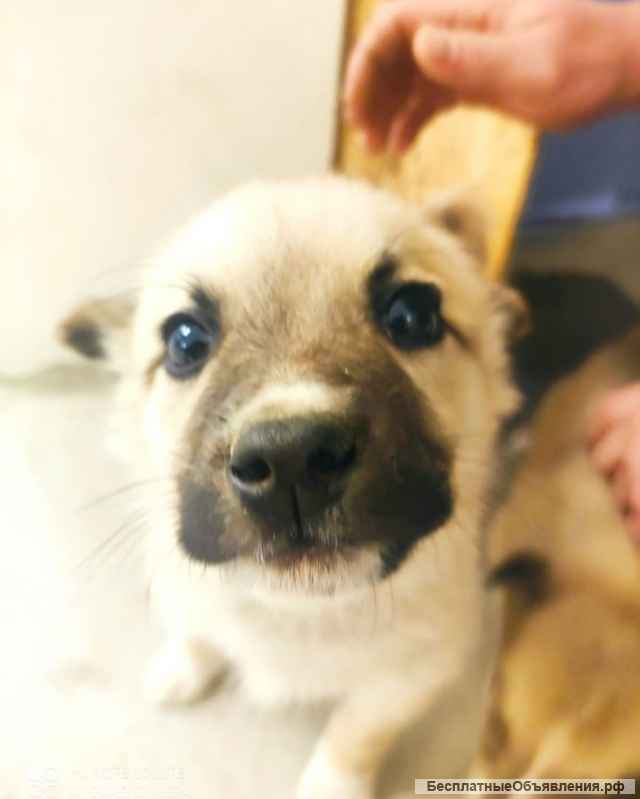 Щенки мелкашки в добрые руки