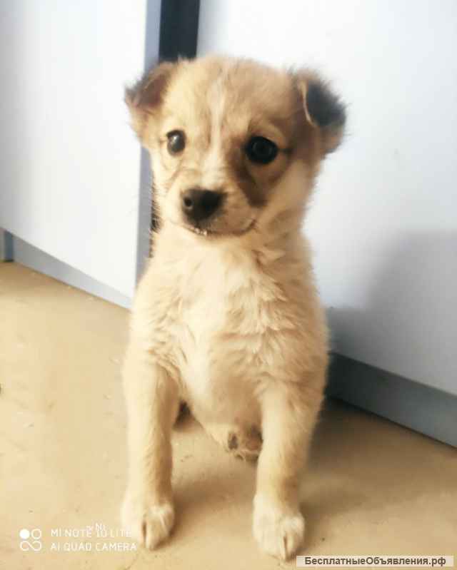 Щенки мелкашки в добрые руки