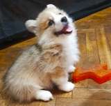 Вельш-корги-пемброка щенки 2 мес