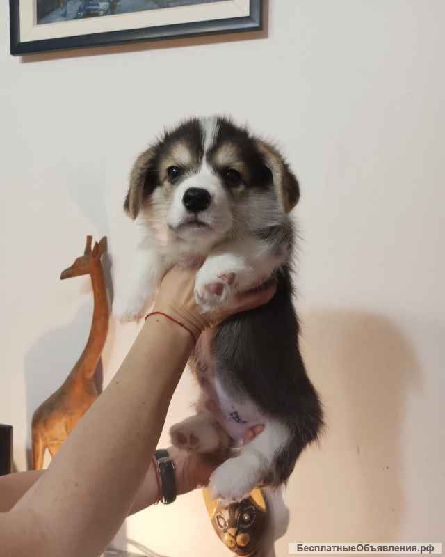 Вельш-корги-пемброка щенки 2 мес