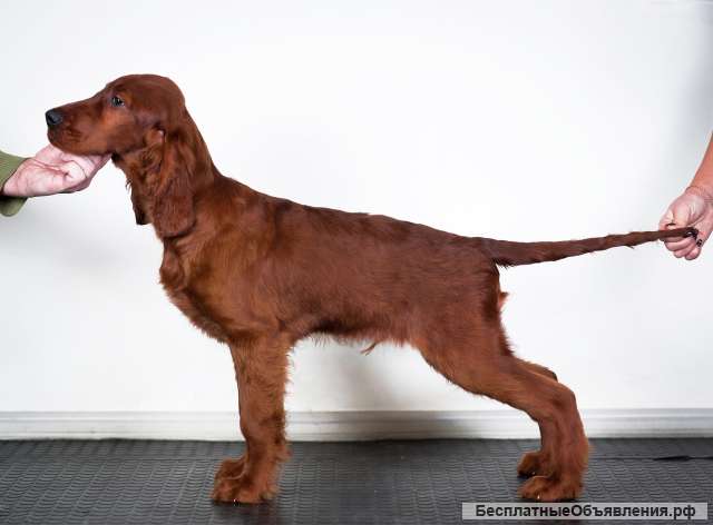 Щенок (мальчик) Ирландского красного Сеттера