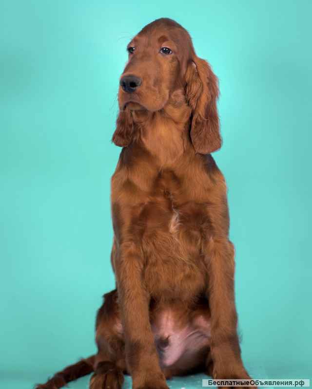 Щенок (мальчик) Ирландского красного Сеттера