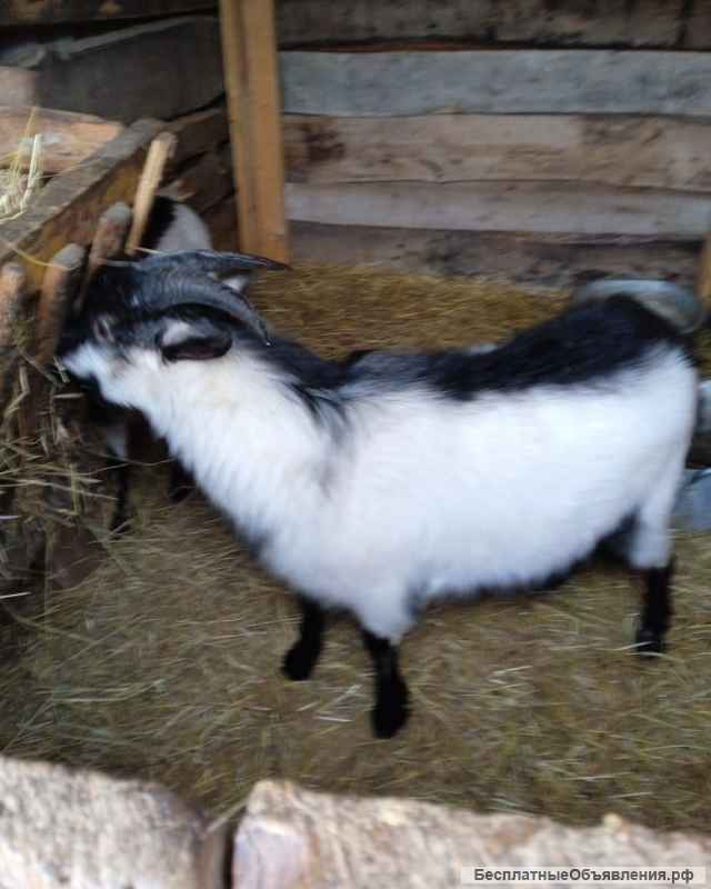 Альпийский козлик, 8 месяцев