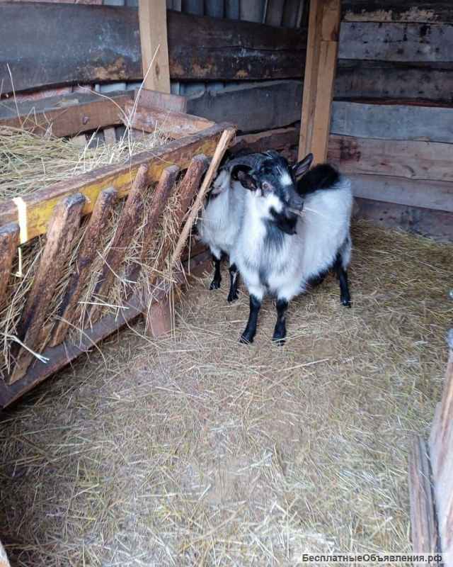 Альпийский козлик, 8 месяцев