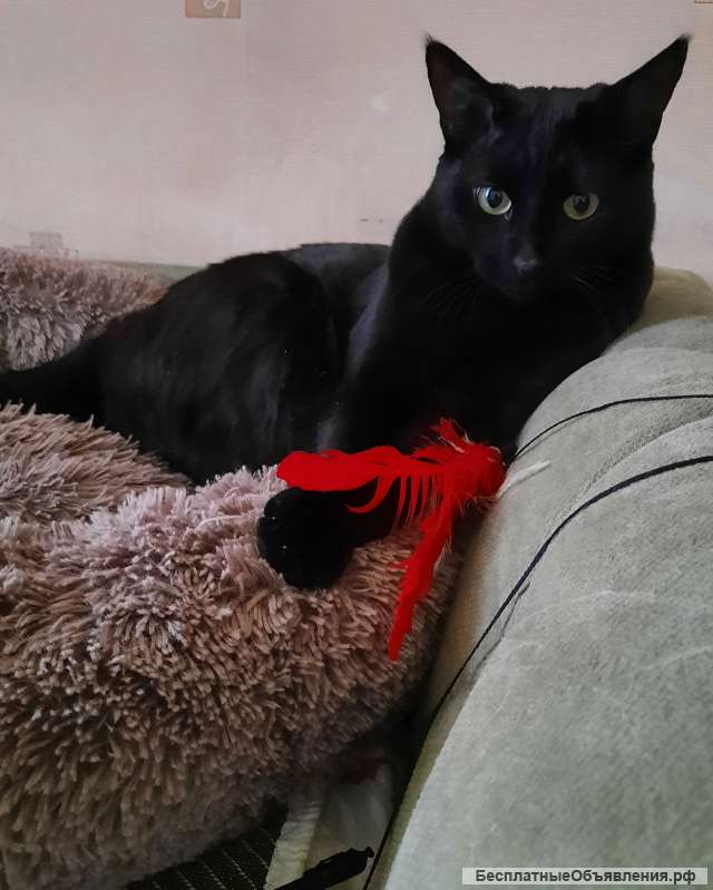 Барон ищет дом