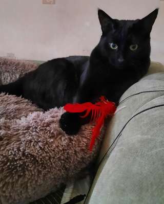 Барон ищет дом