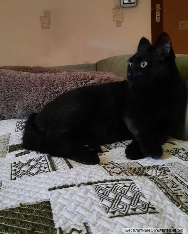 Барон ищет дом