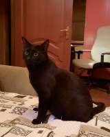 Барон ищет дом