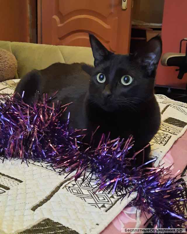 Барон ищет дом