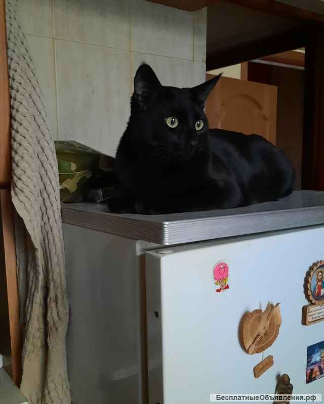 Барон ищет дом