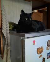 Барон ищет дом