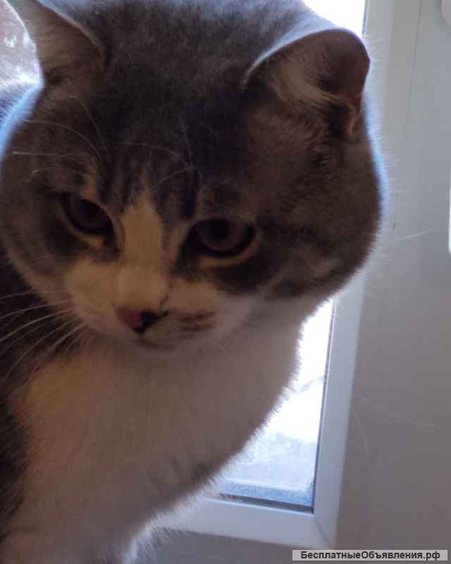 Котик Барсик ищет хозяина и дом
