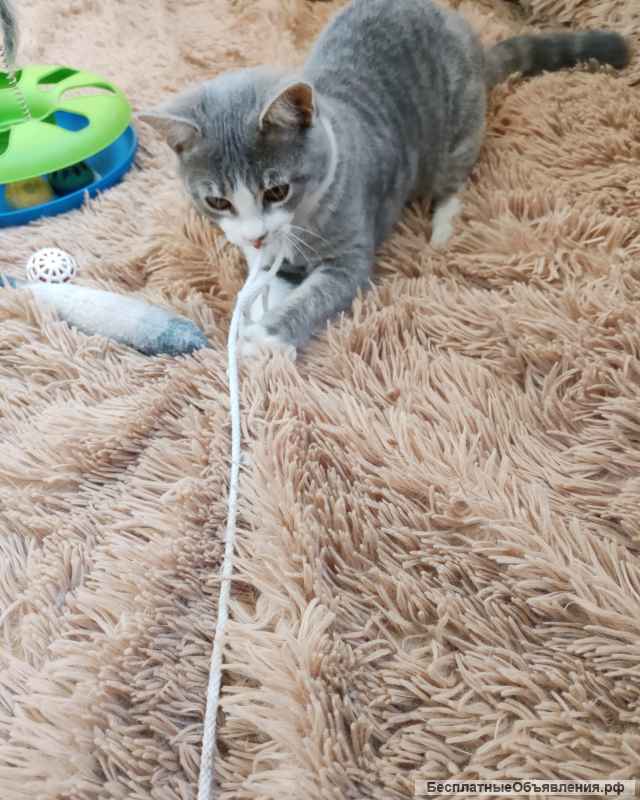 Котик Барсик ищет хозяина и дом