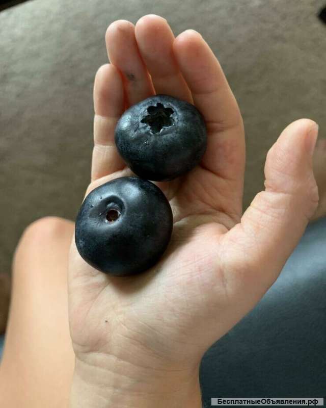 Голубика Гигант семена саженцы