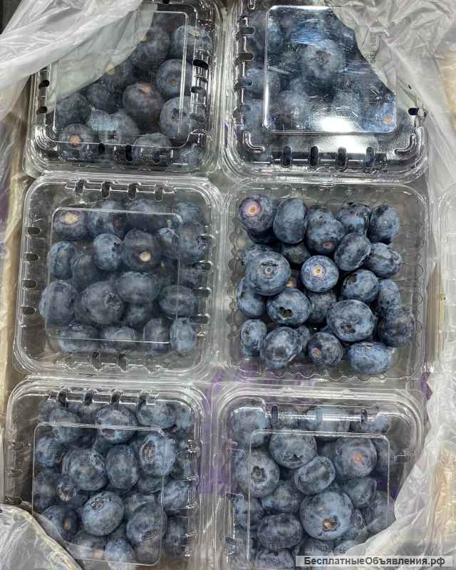 Голубика Гигант семена саженцы