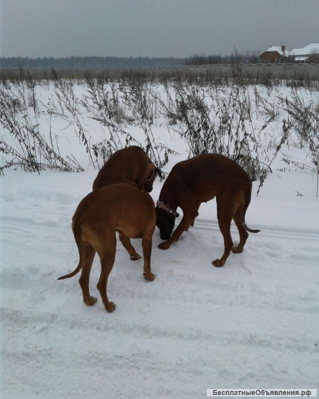 Дрессировка