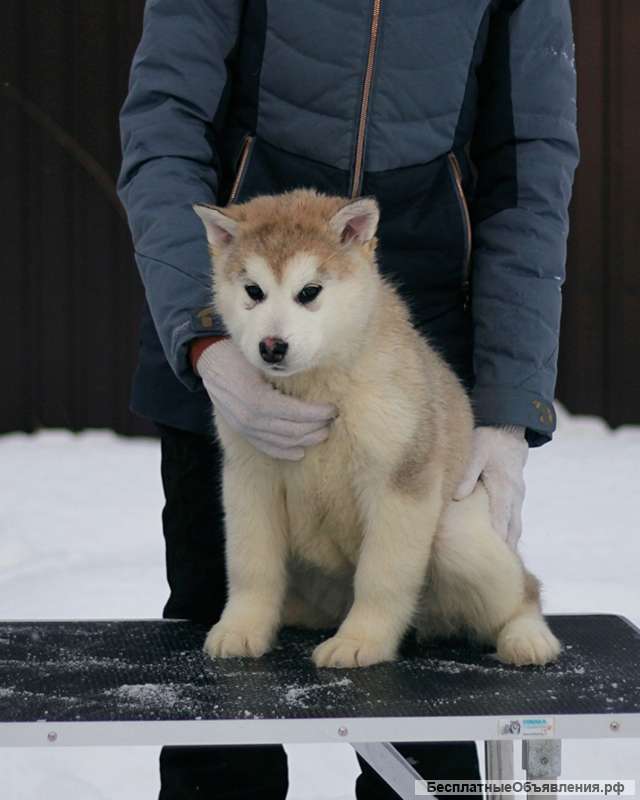 Аляскинский маламут