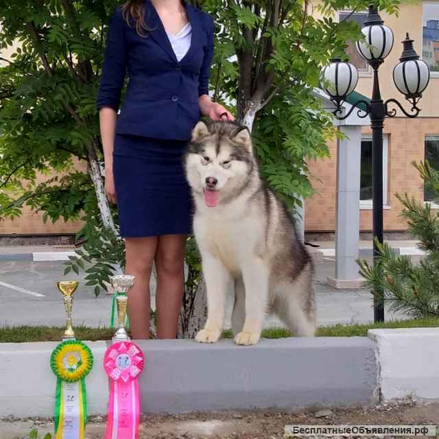 Аляскинский маламут