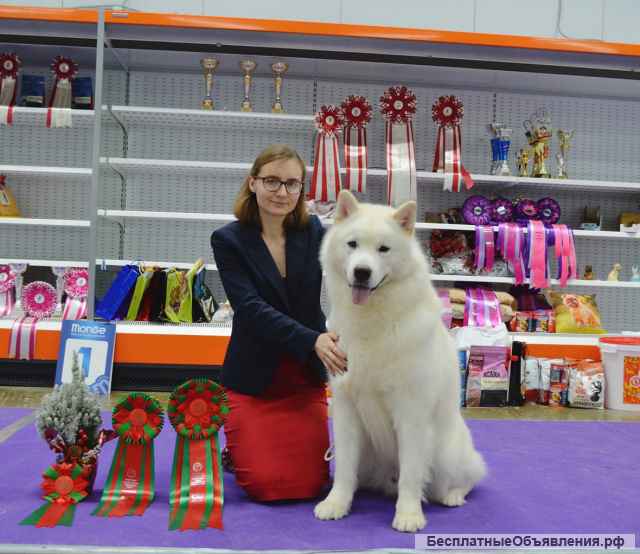 Аляскинский маламут