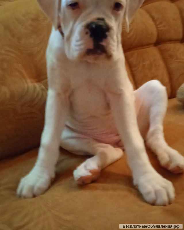 Немецкий боксер