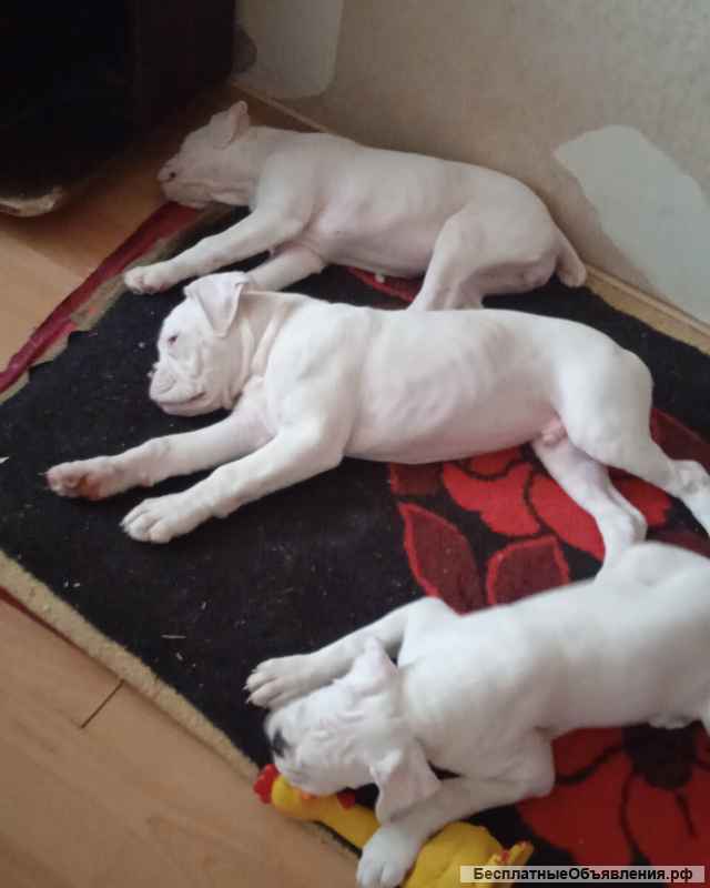 Немецкий боксер